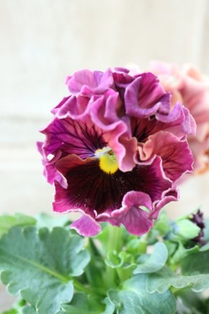 画像4: Robe de Antoinette Rococo〜ローブ・ドゥ・アントワネット ロココ〜 No.76