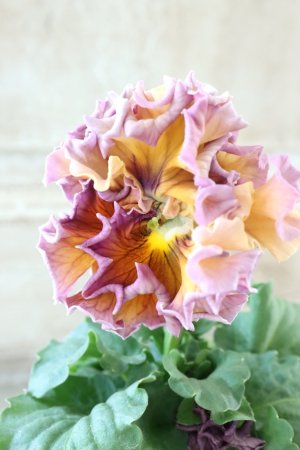 画像1: Robe de Antoinette Rococo〜ローブ・ドゥ・アントワネット ロココ〜 No.50