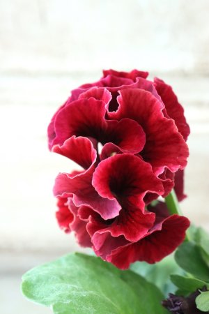 画像4: Robe de Antoinette Rococo〜ローブ・ドゥ・アントワネット ロココ〜 No.68