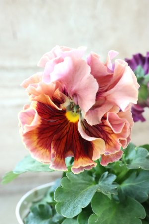 画像3: Robe de Antoinette Rococo〜ローブ・ドゥ・アントワネット ロココ〜 No.76