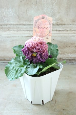 画像5: Robe de Antoinette Rococo〜ローブ・ドゥ・アントワネット ロココ〜 No.71