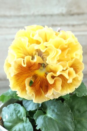 画像3: Robe de Antoinette Rococo〜ローブ・ドゥ・アントワネット ロココ〜 No.62