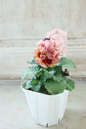 画像6: Robe de Antoinette Rococo〜ローブ・ドゥ・アントワネット ロココ〜 No.76