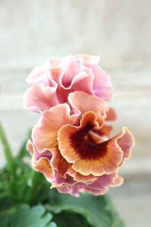 画像5: Robe de Antoinette Rococo〜ローブ・ドゥ・アントワネット ロココ〜 No.76