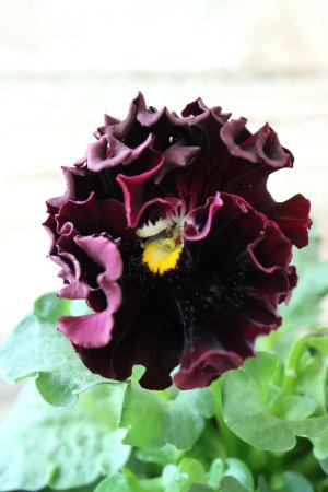 画像1: Fringe Panzy〜Doracula・ドラキュラ〜 No.40