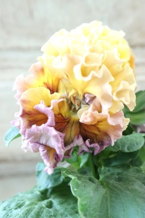 画像4: Robe de Antoinette Rococo〜ローブ・ドゥ・アントワネット ロココ〜 No.65