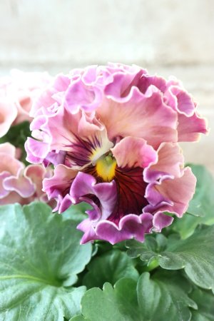 画像3: Robe de Antoinette Rococo〜ローブ・ドゥ・アントワネット ロココ〜 No.74