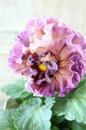 画像2: Robe de Antoinette Rococo〜ローブ・ドゥ・アントワネット ロココ〜 No.44