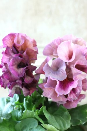 画像5: Robe de Antoinette Rococo〜ローブ・ドゥ・アントワネット ロココ〜 No.60