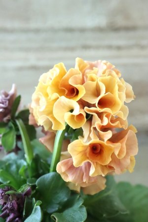 画像4: Robe de Antoinette Rococo〜ローブ・ドゥ・アントワネット ロココ〜 No.59