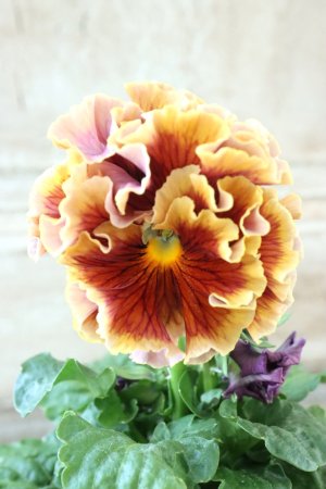 画像2: Robe de Antoinette Rococo〜ローブ・ドゥ・アントワネット ロココ〜 No.55