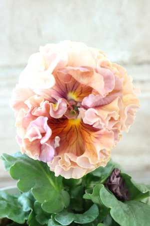 画像2: Robe de Antoinette Rococo〜ローブ・ドゥ・アントワネット ロココ〜 No.56