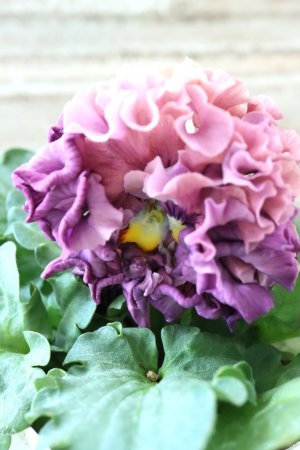 画像3: Robe de Antoinette Rococo〜ローブ・ドゥ・アントワネット ロココ〜 No.71