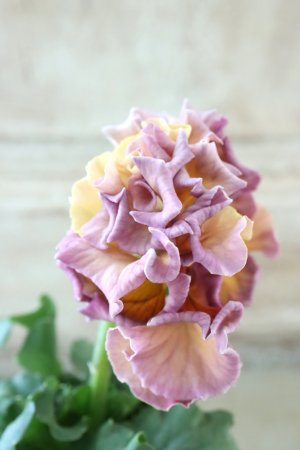 画像4: Robe de Antoinette Rococo〜ローブ・ドゥ・アントワネット ロココ〜 No.50