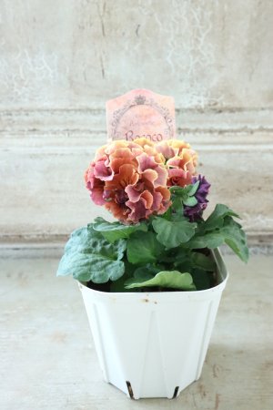 画像6: Robe de Antoinette Rococo〜ローブ・ドゥ・アントワネット ロココ〜 No.67