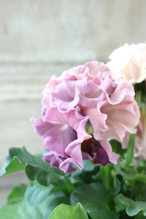 画像5: Robe de Antoinette Rococo〜ローブ・ドゥ・アントワネット ロココ〜 No.69