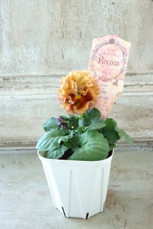 画像5: Robe de Antoinette Rococo〜ローブ・ドゥ・アントワネット ロココ〜 No.52