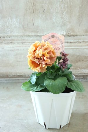 画像5: Robe de Antoinette Rococo〜ローブ・ドゥ・アントワネット ロココ〜 No.59