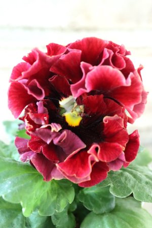 画像1: Robe de Antoinette Rococo〜ローブ・ドゥ・アントワネット ロココ〜 No.43