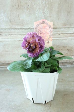 画像5: Robe de Antoinette Rococo〜ローブ・ドゥ・アントワネット ロココ〜 No.44