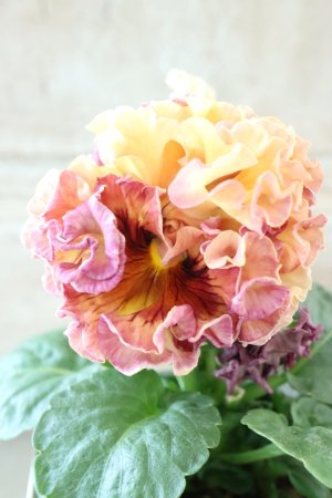 画像1: Robe de Antoinette Rococo〜ローブ・ドゥ・アントワネット ロココ〜 No.58