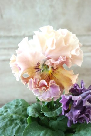 画像2: Robe de Antoinette Rococo〜ローブ・ドゥ・アントワネット ロココ〜 No.57