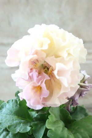 画像3: Robe de Antoinette Rococo〜ローブ・ドゥ・アントワネット ロココ〜 No.77