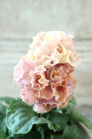 画像4: Robe de Antoinette Rococo〜ローブ・ドゥ・アントワネット ロココ〜 No.56