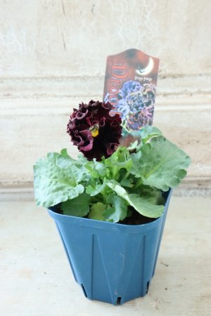 画像5: Fringe Panzy〜Doracula・ドラキュラ〜 No.40