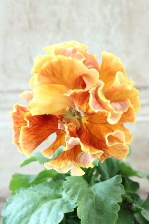 画像2: Robe de Antoinette Rococo〜ローブ・ドゥ・アントワネット ロココ〜 No.63