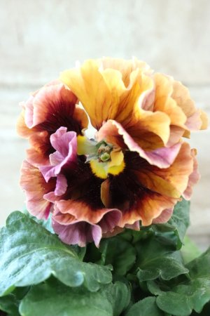 画像1: Robe de Antoinette Rococo〜ローブ・ドゥ・アントワネット ロココ〜 No.53