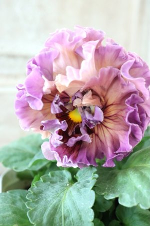 画像1: Robe de Antoinette Rococo〜ローブ・ドゥ・アントワネット ロココ〜 No.44