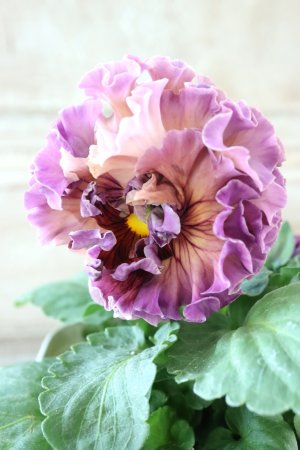 画像3: Robe de Antoinette Rococo〜ローブ・ドゥ・アントワネット ロココ〜 No.44