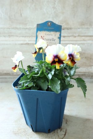 画像5: Nouvelle Vague〜ヌーヴェルヴァーグ〜 No.119