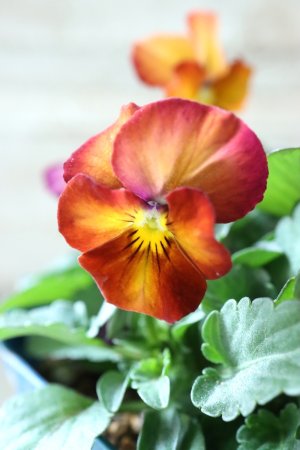 画像1: Nouvelle Vague〜ヌーヴェルヴァーグ〜 No.100