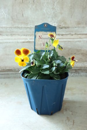 画像4: Nouvelle Vague〜ヌーヴェルヴァーグ〜 No.81