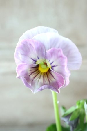 画像3: Fee des neiges  "フェデネージュ ブルー/パープル" No.67