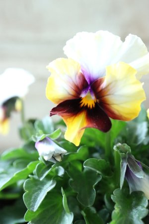 画像2: Nouvelle Vague〜ヌーヴェルヴァーグ〜 No.119