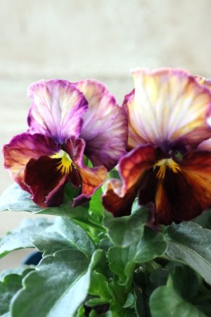 画像3: Nouvelle Vague〜ヌーヴェルヴァーグ〜 No.84