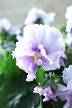 画像2: Nouvelle Vague〜ヌーヴェルヴァーグ〜 No.118