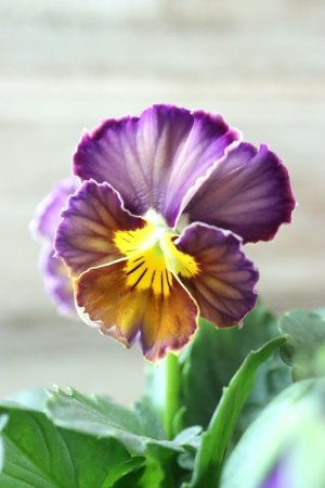 画像2: Nouvelle Vague〜ヌーヴェルヴァーグ〜 No.117