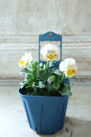 画像4: Nouvelle Vague〜ヌーヴェルヴァーグ〜 No.99