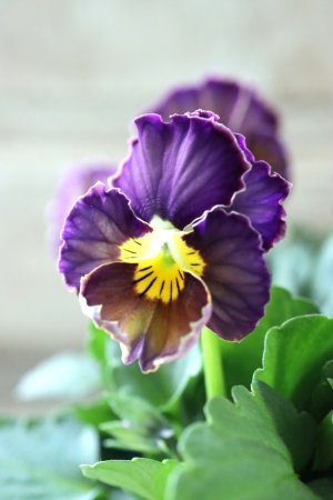 画像4: Nouvelle Vague〜ヌーヴェルヴァーグ〜 No.117