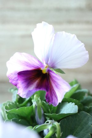 画像1: Nouvelle Vague〜ヌーヴェルヴァーグ〜 No.120