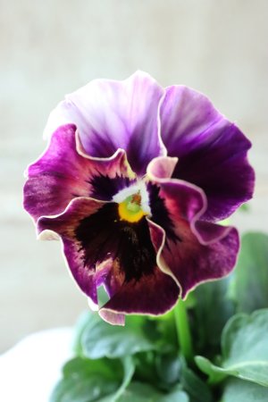 画像2: Fee des neiges  "フェデネージュ ブルー/パープル" No.69