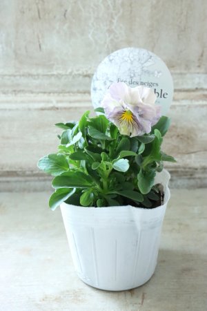 画像4: Fee des neiges Crepe Noble "フェデネージュ クレープ ノーブル" No.71