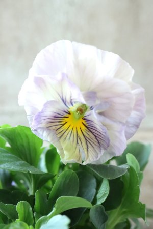 画像1: Fee des neiges Crepe Noble "フェデネージュ クレープ ノーブル" No.71