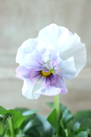 画像1: Fee des neiges  "フェデネージュ ブルー/パープル" No.65