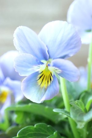 画像2: Nouvelle Vague〜ヌーヴェルヴァーグ〜 No.92