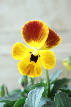 画像1: Nouvelle Vague〜ヌーヴェルヴァーグ〜 No.81